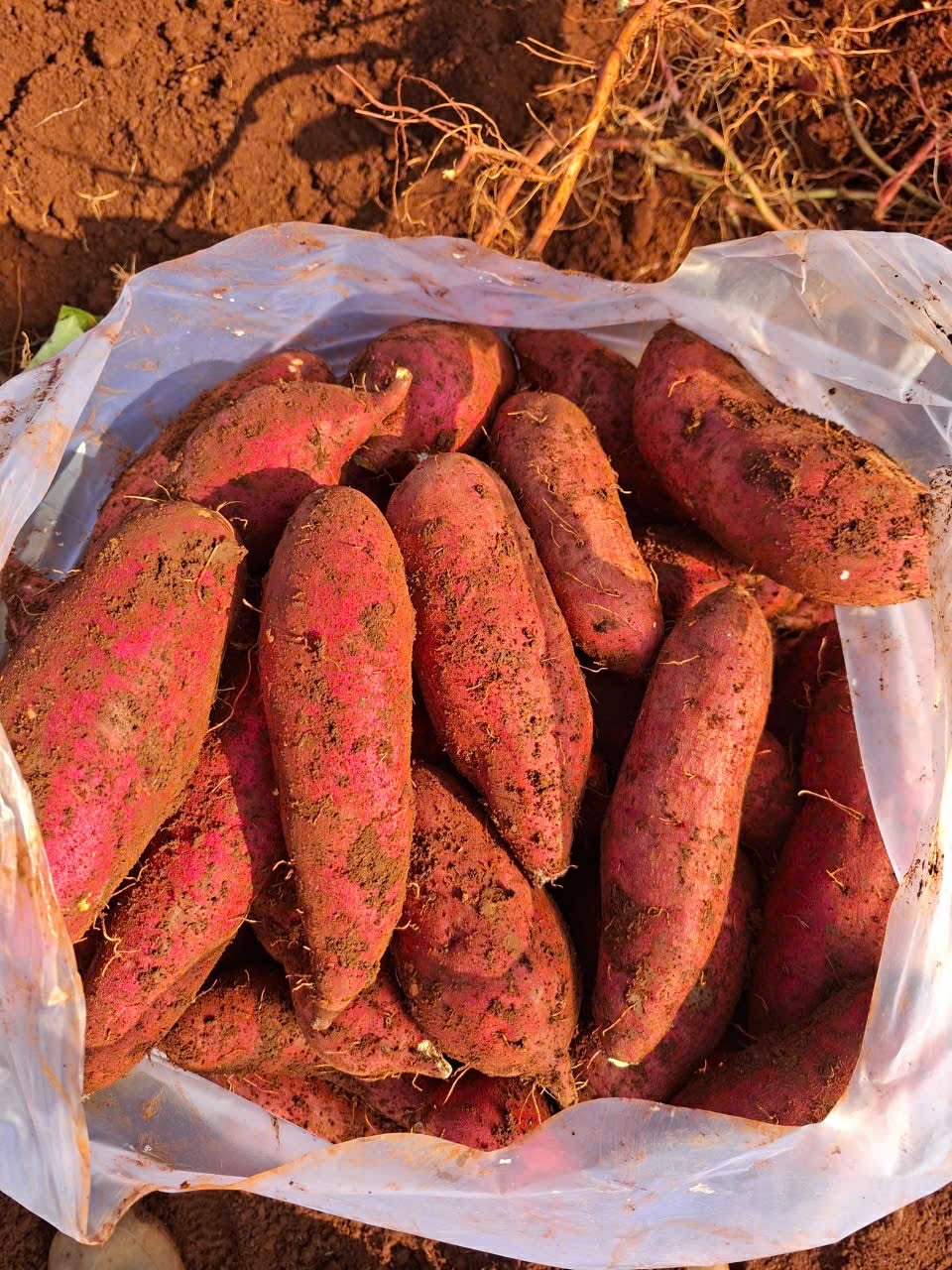 Khoai lang Nhật thùng 5kg-10kg